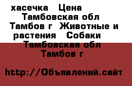 хасечка › Цена ­ 8 000 - Тамбовская обл., Тамбов г. Животные и растения » Собаки   . Тамбовская обл.,Тамбов г.